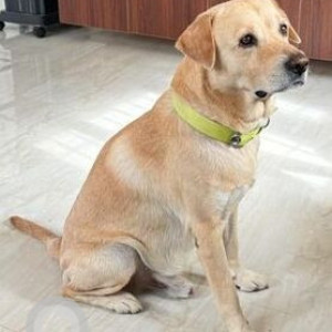 Missing: White Male Labrador Dog from KSIT College, Kanakapura Road