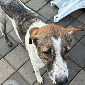 Found: White-Brown Mix Male Indie Dog from Nine Hills Society, NIBM Road-2