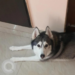 Missing: Black and White Female Husky Dog from BBMP Park, Cauvery Nagar, Sultanpalya, Bangalore-3