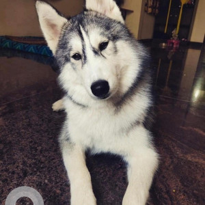 Missing: Black and White Female Husky Dog from BBMP Park, Cauvery Nagar, Sultanpalya, Bangalore-2