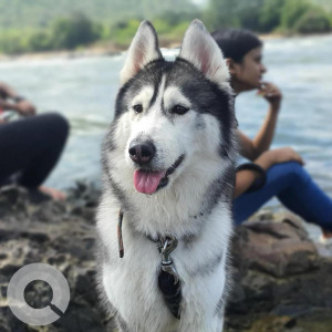 Missing: Black and White Female Husky Dog from BBMP Park, Cauvery Nagar, Sultanpalya, Bangalore