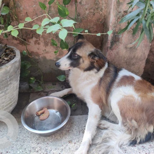 Missing: White-Brown Mix Female Indie Dog from Nili Masjid, Hauz Khas