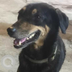 Missing: Black and Brown Female Indie Dog from Shahi restaurant Mira road