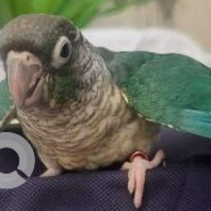 Missing: Green Male Green Cheeked Parakeet Bird from Vadgaon Budrak-3