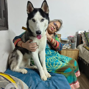 Found: White and Grey Male Husky Dog from Chattarpur, Delhi