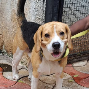 A White-Brown Mix Beagle Dog Found from Kothrud, Pune