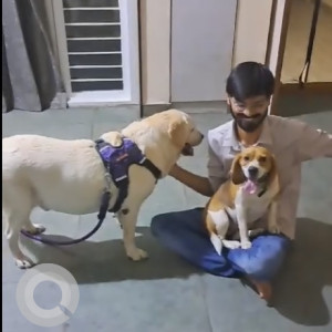Found: White-Brown Mix Female Beagle Dog from Ganesham, Pimple Saudagar