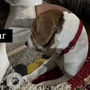 Found: White-Brown Mix Male Beagle Dog from Ramesh Nagar Metro Station-2