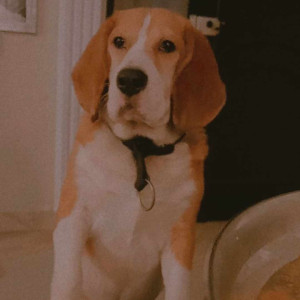 Missing: White-Brown Mix Male Beagle Dog from Railway Parallel Road, Malleshwaram-2