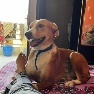 Missing: Brown Female Indie Dog from Chattarpur , Delhi