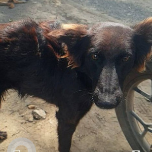 Missing: Black Female Indie Dog from Nyati evolve,  B G Shirke Road , near Magarpatta