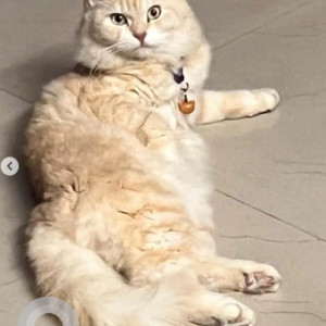 A White-Brown Mix British Longhair Cat Cat Missing from Chelekere, Bengaluru-2