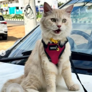 A White-Brown Mix British Longhair Cat Cat Missing from Chelekere, Bengaluru
