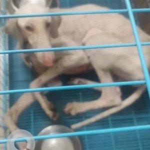 Found: White Male Mudhol Hound Dog from Begur Koppa Road