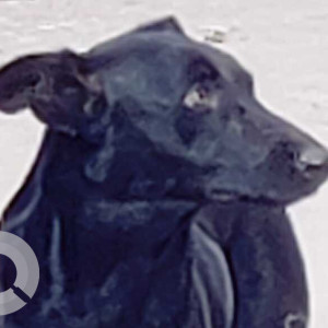 Found: Black Male Indie Dog from Bekrainagar-2