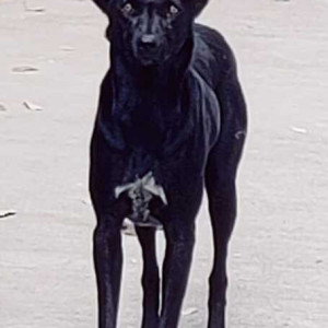 Found: Black Male Indie Dog from Bekrainagar-3