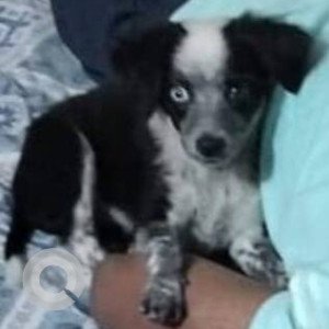 Missing: Black and White Female Indie Dog from Airoli