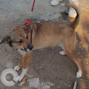 Bella is missing from Lokanthali Matribhumi School Area