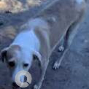 Missing: White-Brown Mix Female Indie Dog from Lane opp. Waffle House, Kavuri Hills, Madhapur, Hyderabad-3