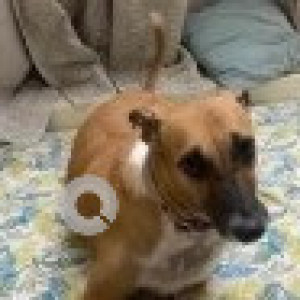 A White-Brown Mix Indie Dog Missing from Zone 8 Anna Nagar, Chennai-4