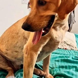 Missing: Brown Female Labrador Dog from Brigade Bricklane,  Kogilu main road-3