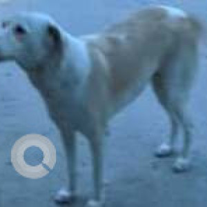 Black and Brown Female Doberman Dog is Missing from Puneri Fresh Mart, kharadi-2