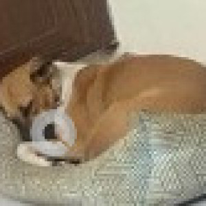 A White-Brown Mix Indie Dog Missing from Zone 8 Anna Nagar, Chennai-3