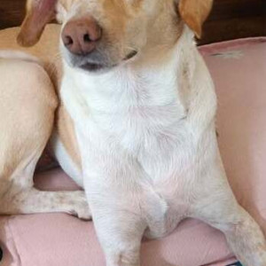 Black and Brown Female Doberman Dog is Missing from Puneri Fresh Mart, kharadi-3