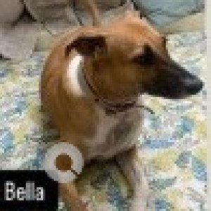 A White-Brown Mix Indie Dog Missing from Zone 8 Anna Nagar, Chennai-2