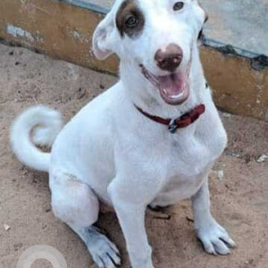 Missing: White-Brown Mix Female Indie Dog from Canara Bank, Candolim