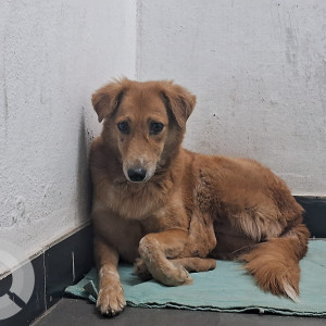 Missing: Brown Female Indie Dog from Anand nagar colony, near Khairtabad