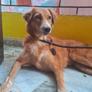 Missing: Brown Female Indie Dog from Anand nagar colony, near Khairtabad-2