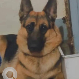 A Black and Brown German Shepherd Dog Missing from Upperpally, Hyderabad