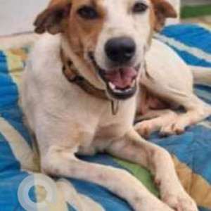 Missing: White-Brown Mix Female Indie (mix) Dog from ICAR Bureau of Agriculture Insects Resources, Yelankha-2