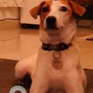 Missing: White-Brown Mix Female Indie (mix) Dog from ICAR Bureau of Agriculture Insects Resources, Yelankha-3
