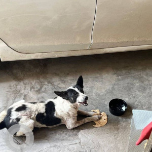 Missing: Black and White Female Indie Dog from Beltola Bazaar Road-2