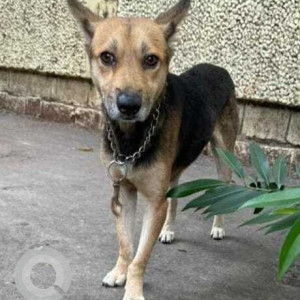 Black and Brown Male Indie Dog is Found from Fairfield Layout