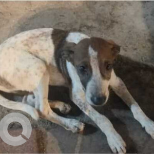 A Black and White Indie Dog Missing from F/N Ward, Mumbai