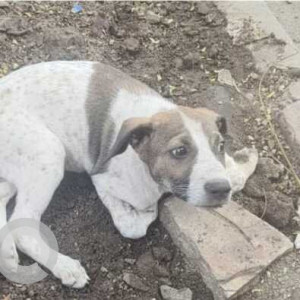 A Black and White Indie Dog Missing from F/N Ward, Mumbai-2