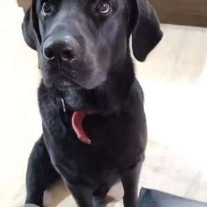 A Black Labrador Dog Missing from Ward 95 Jubilee Hills, Hyderabad-2