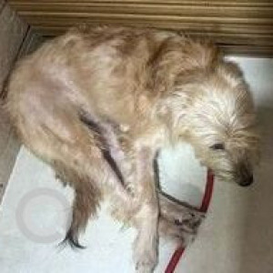 Found: White-Brown Mix Female Poddle Dog from Subhash Nagar, Chembur, Mumbai-2