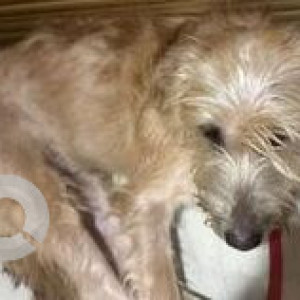 Found: White-Brown Mix Female Poddle Dog from Subhash Nagar, Chembur, Mumbai-3
