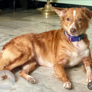 Missing: Brown Female Indie Dog from Kodihalli BESCOM office