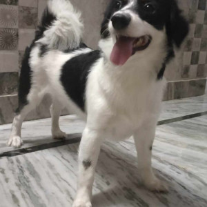 Missing: Black and White Female Pomeranian Dog from Bhagat Singh park yamuna vihar North east Delhi-2