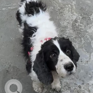 Found: Black and White Female Cocker Spaniel Dog from Bhainsepati Awash,Lalitpur