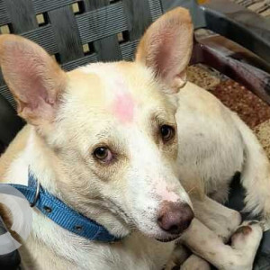 Missing: White Male Indie Dog from Ameerpet Near Image hospital-2