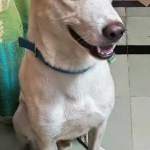 Missing: White Male Indie Dog from Ameerpet Near Image hospital-3
