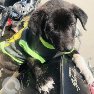 Found: Black Not Available Indie Dog from Bhaisepati area