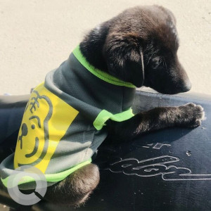 Found: Black Not Available Indie Dog from Bhaisepati area-2