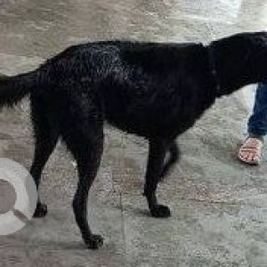 Found: Black Male Indie Dog from Bhandup Station platform no 2-2